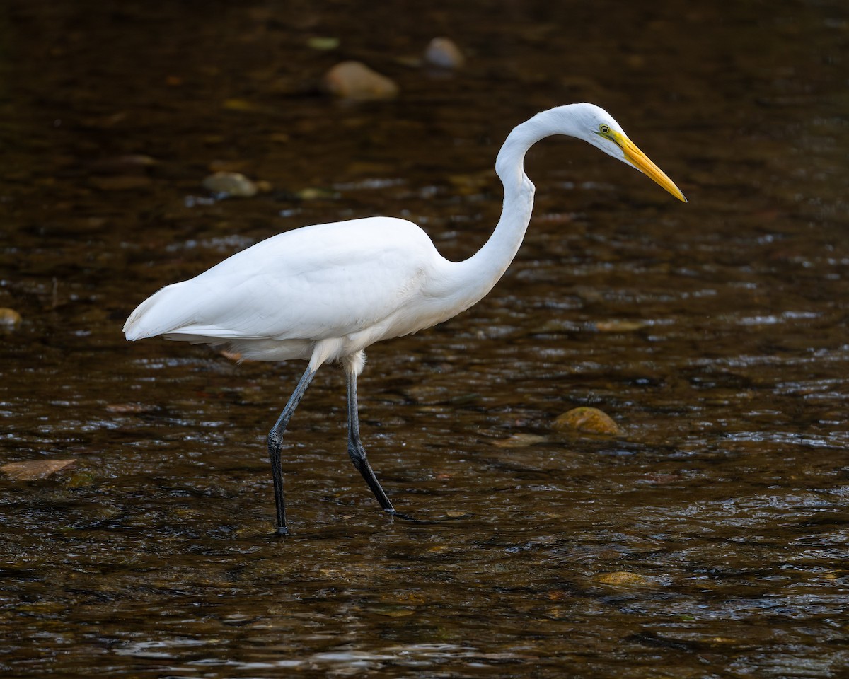Great Egret - ML642505182