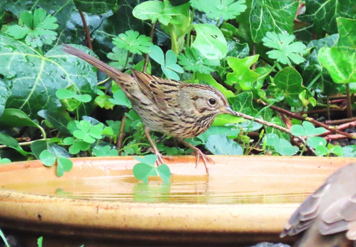 Lincoln's Sparrow - ML642505185