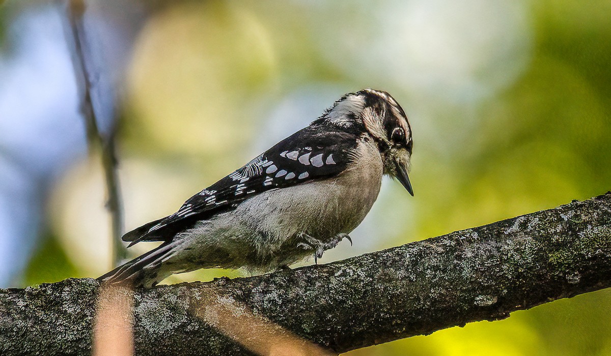 Downy Woodpecker - ML642505190