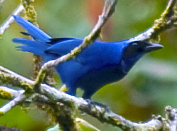 White-collared Jay - ML642505195