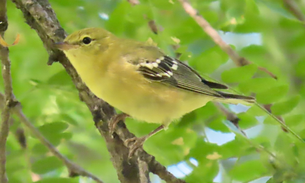 Bay-breasted Warbler - ML642505197