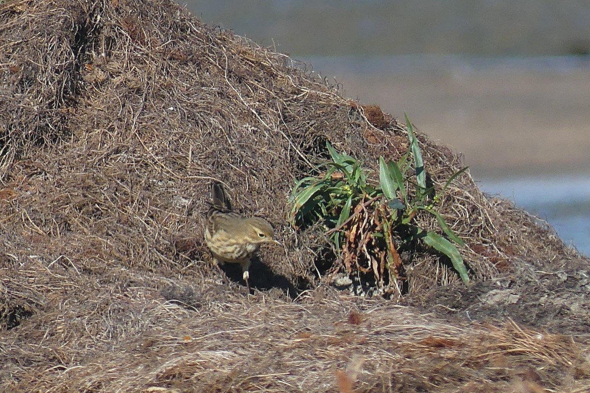 American Pipit - ML642505198