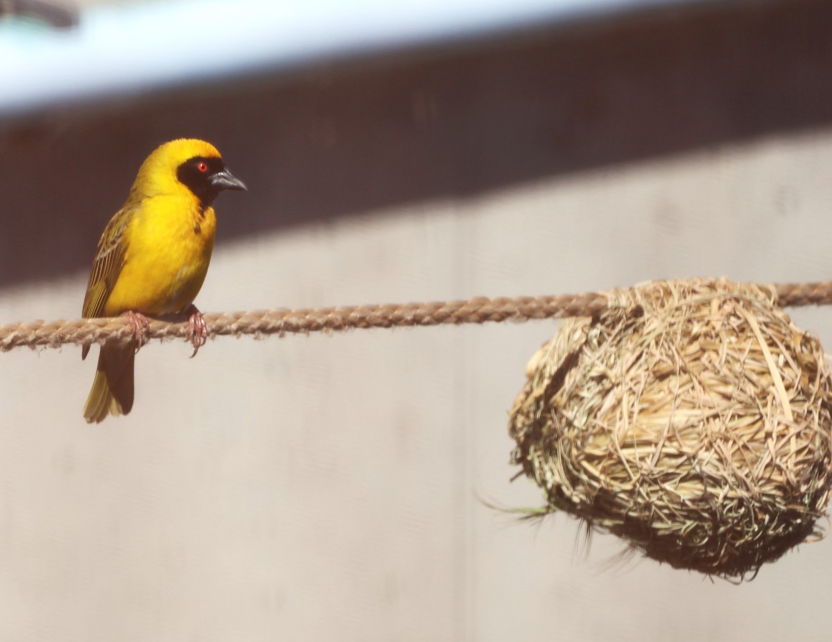 Southern Masked-Weaver - ML642505200