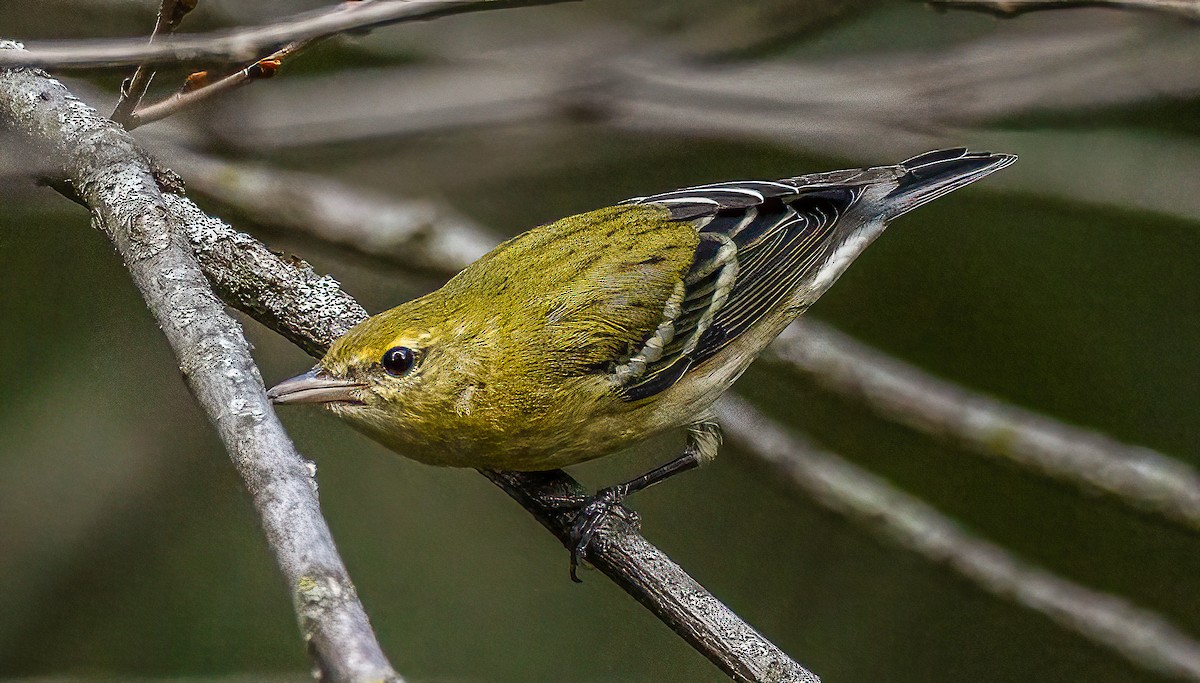 Bay-breasted Warbler - ML642505205