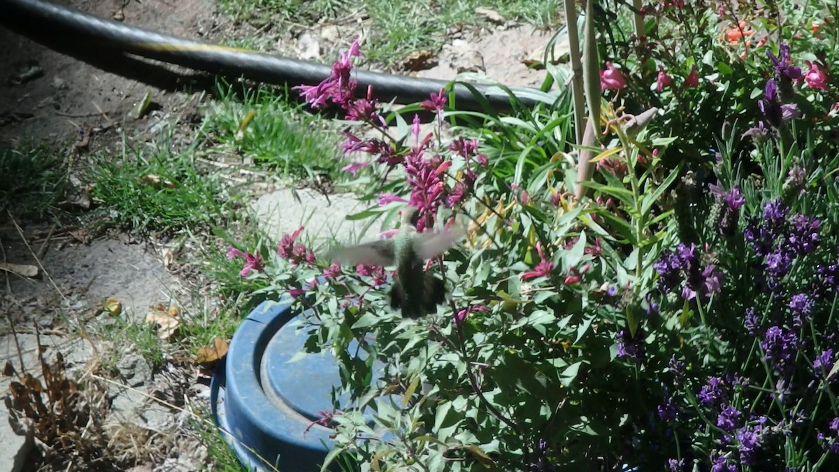 Black-chinned Hummingbird - ML642505207