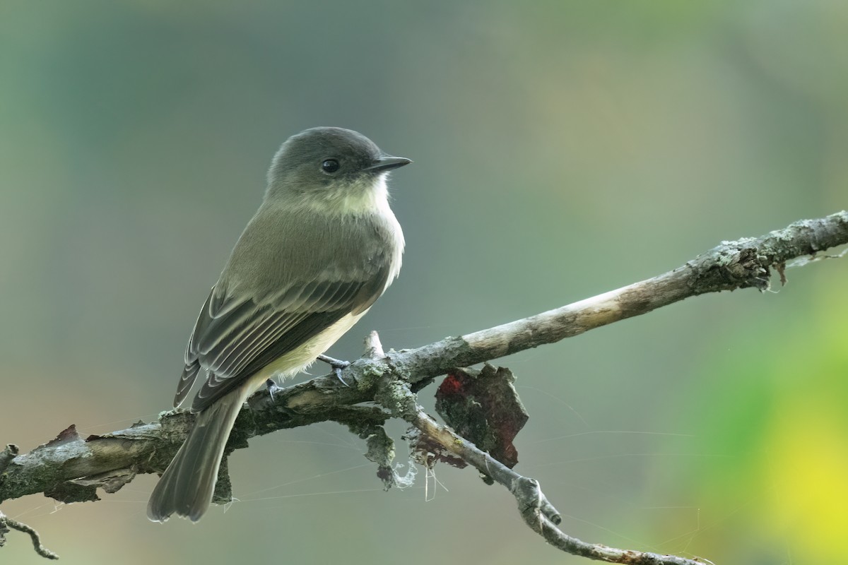Eastern Phoebe - ML642505208