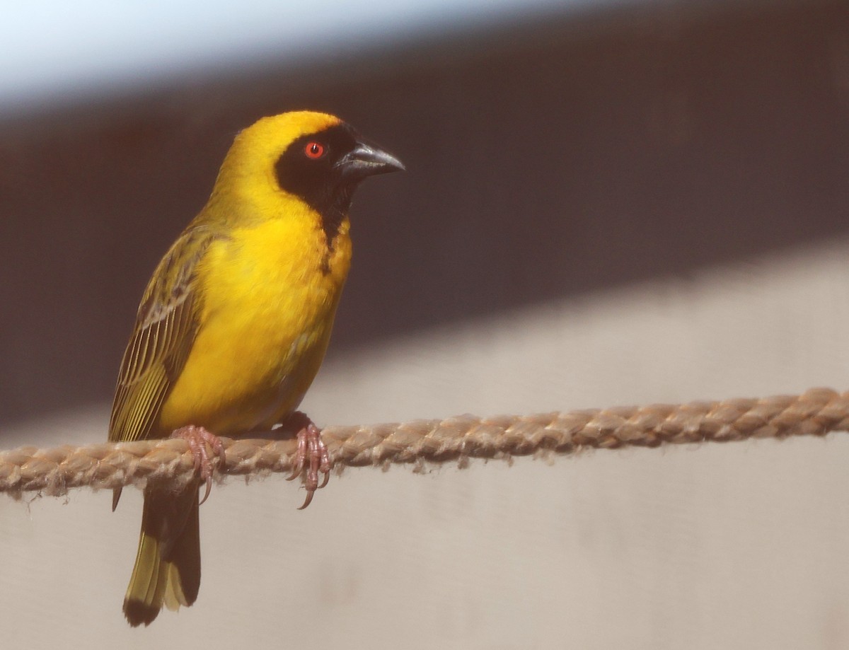 Southern Masked-Weaver - ML642505209