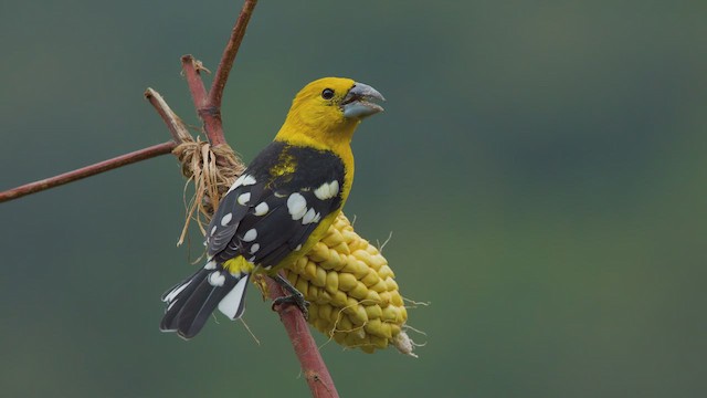 Golden Grosbeak - ML642505210
