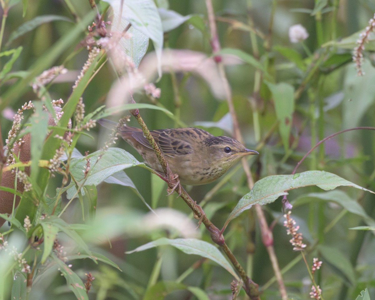Pallas's Grasshopper Warbler - ML642505219