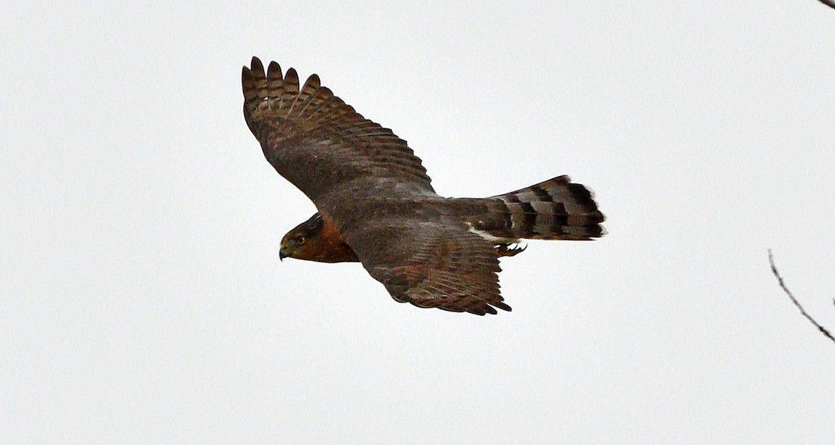 Sharp-shinned Hawk - ML642505221