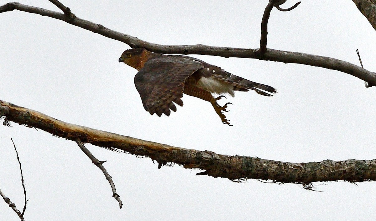 Sharp-shinned Hawk - ML642505223