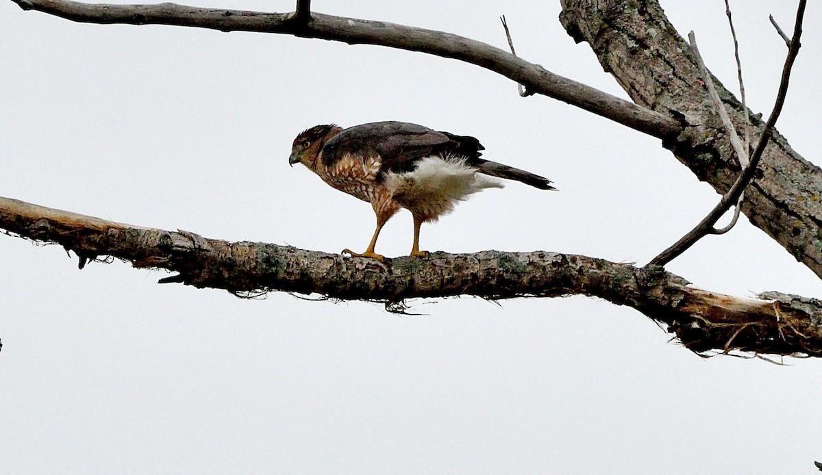 Sharp-shinned Hawk - ML642505225