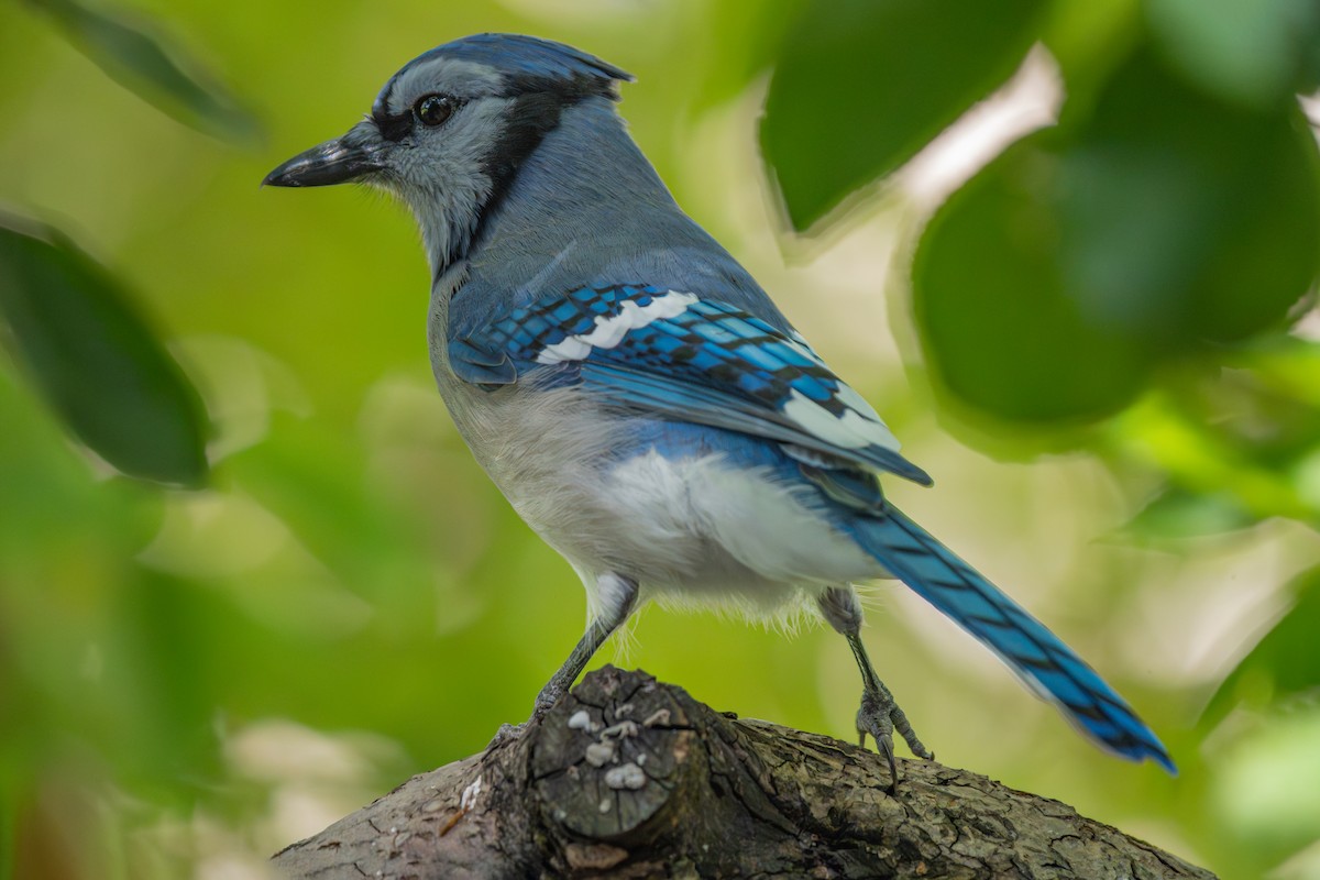 Blue Jay - ML642505238