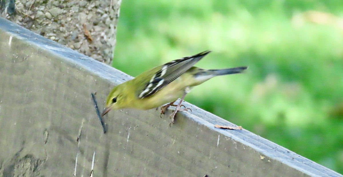 Bay-breasted Warbler - ML642505242