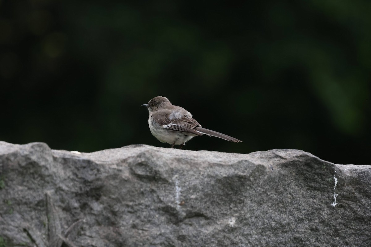 Northern Mockingbird - ML642505244