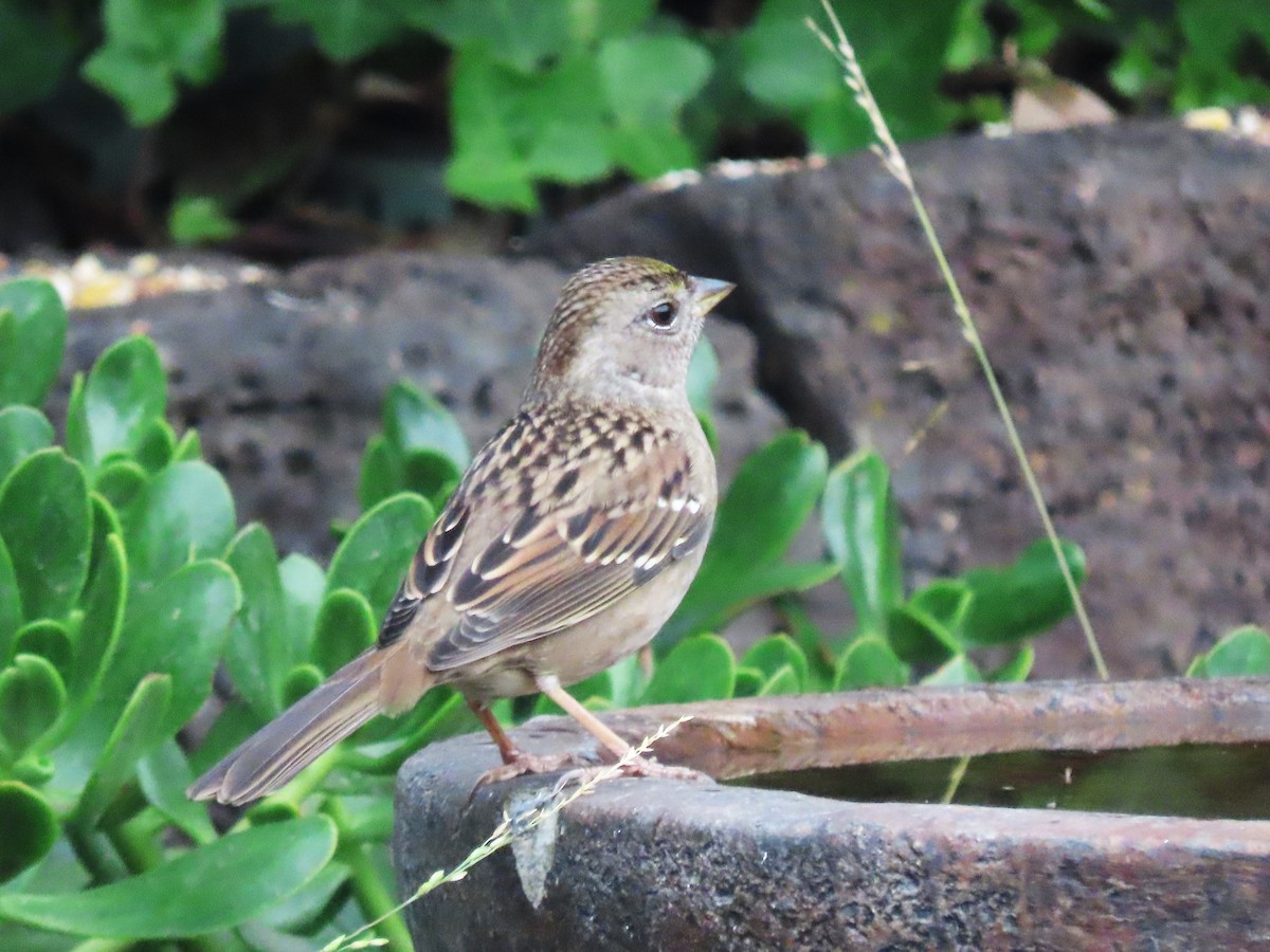 Golden-crowned Sparrow - ML642505245