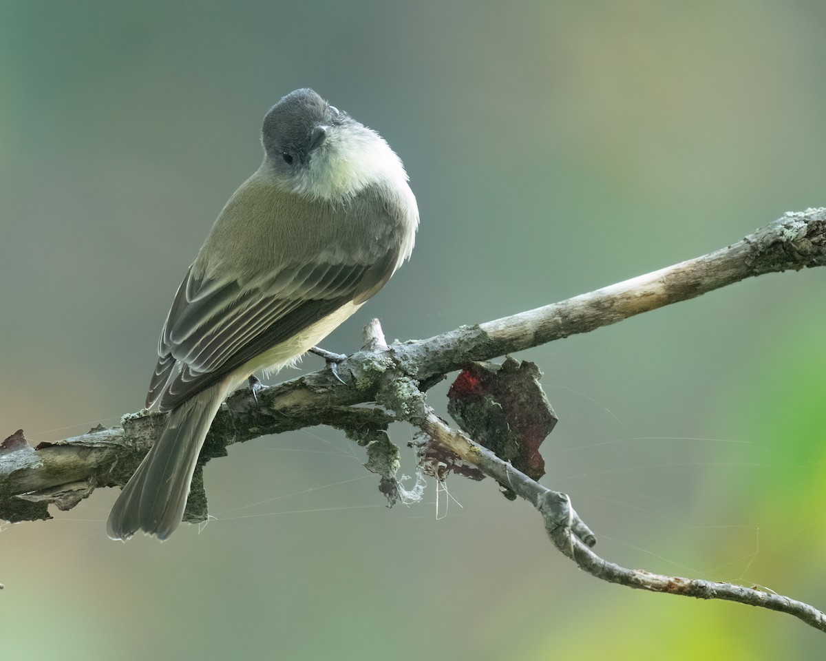 Eastern Phoebe - ML642505246