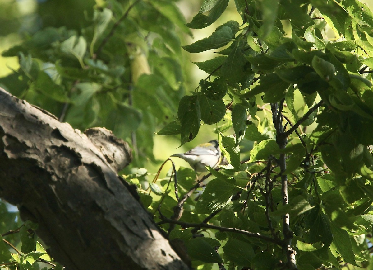 Northern Parula - ML642505247