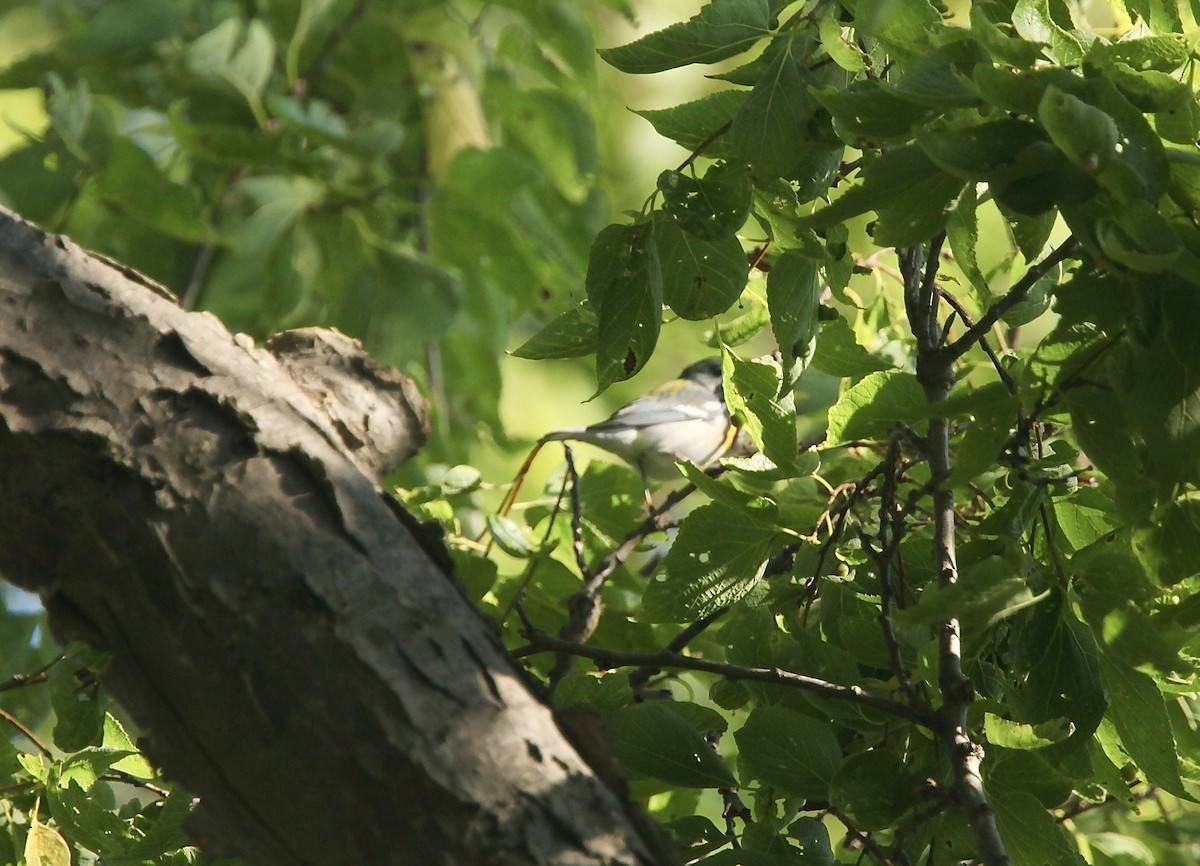 Northern Parula - ML642505248