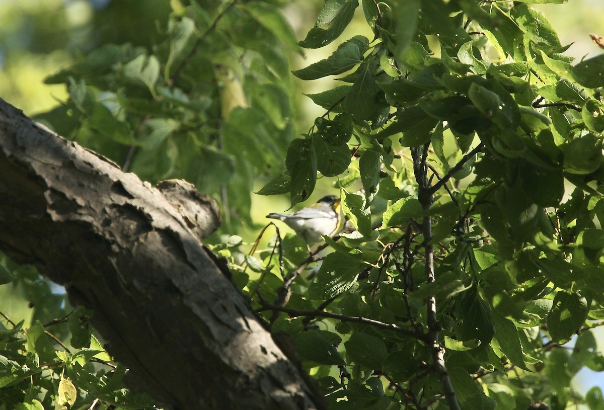 Northern Parula - ML642505249