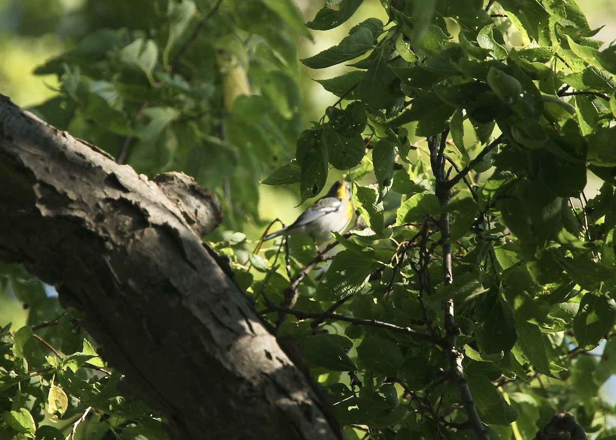 Northern Parula - ML642505250