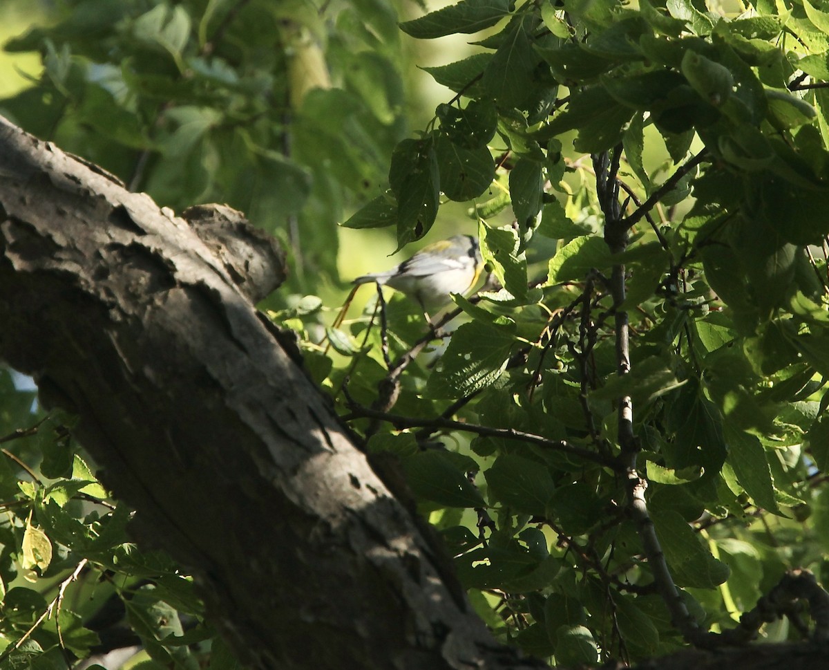 Northern Parula - ML642505251