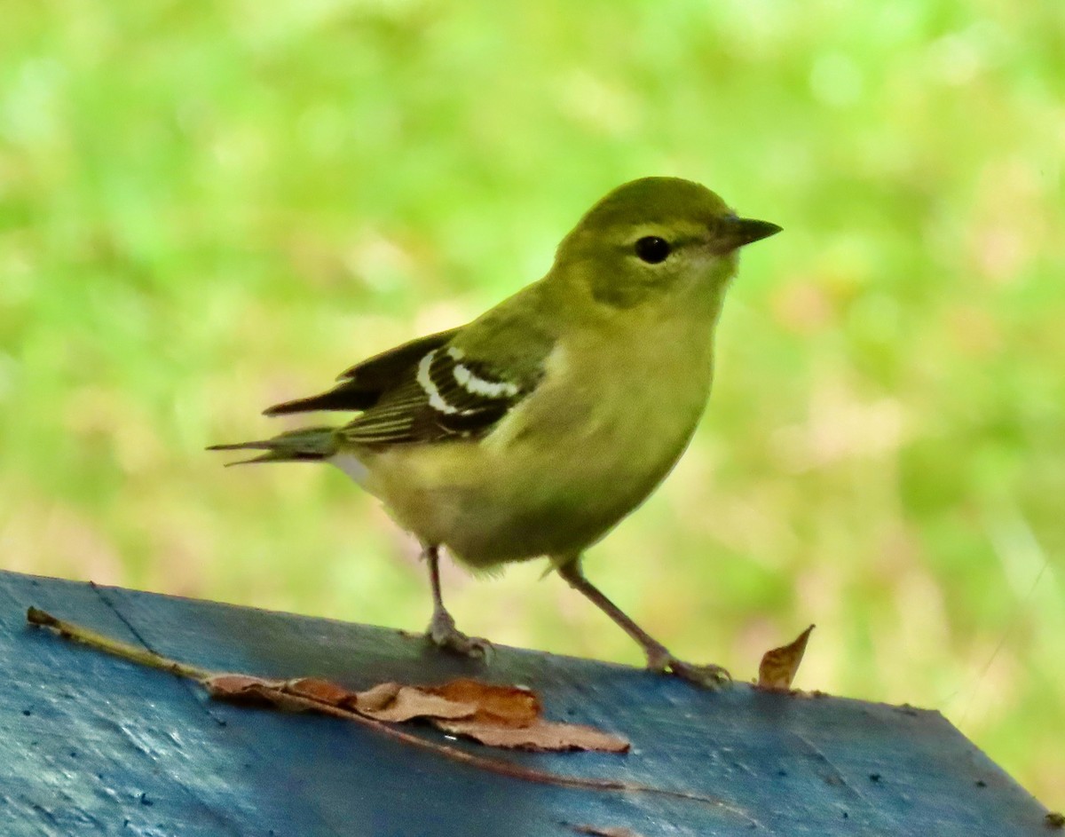 Bay-breasted Warbler - ML642505256