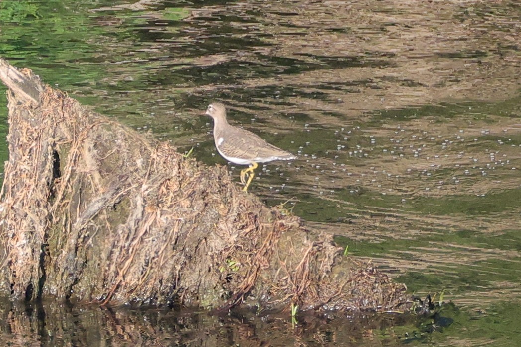 Spotted Sandpiper - ML642505257