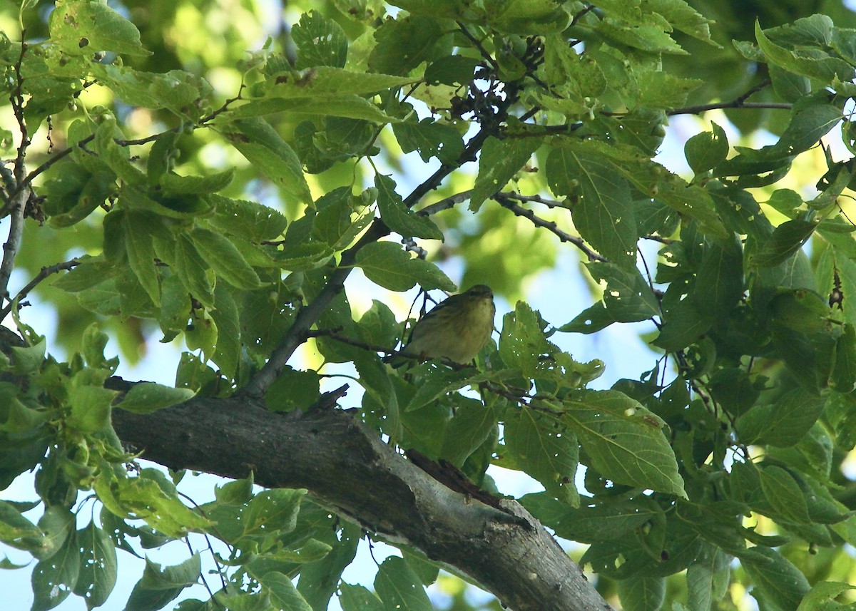 Blackpoll Warbler - ML642505258