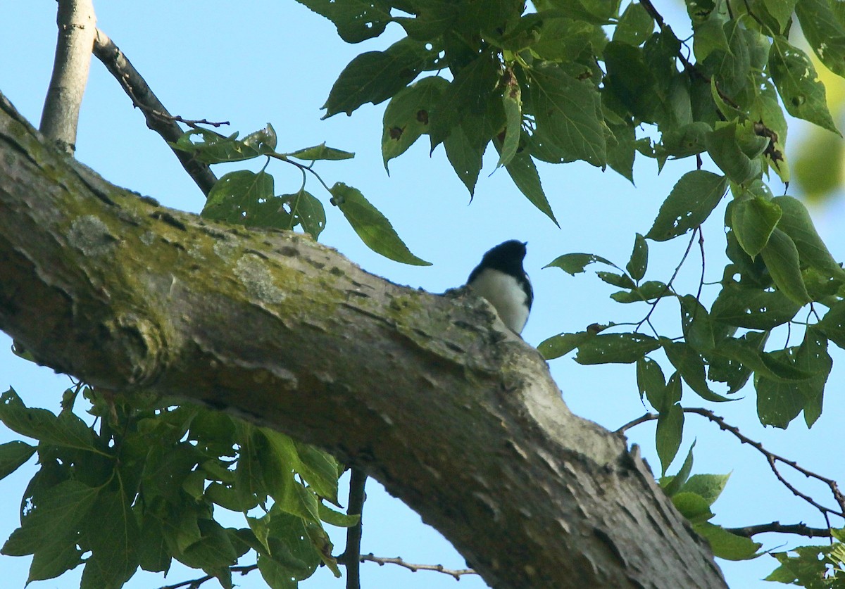 Black-throated Blue Warbler - ML642505259