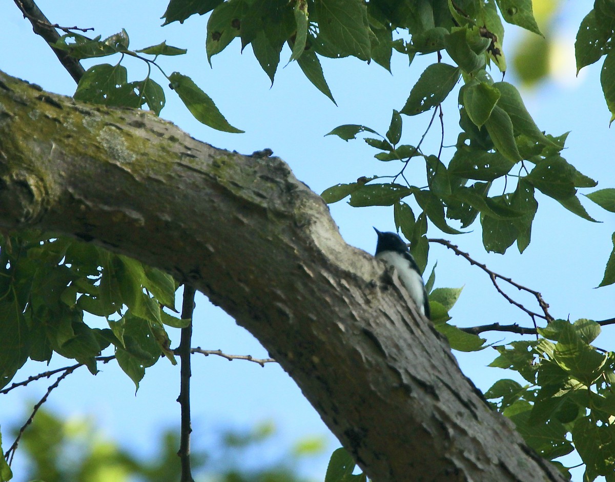 Black-throated Blue Warbler - ML642505260