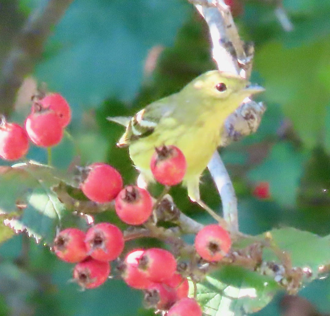 Blackpoll Warbler - ML642505261