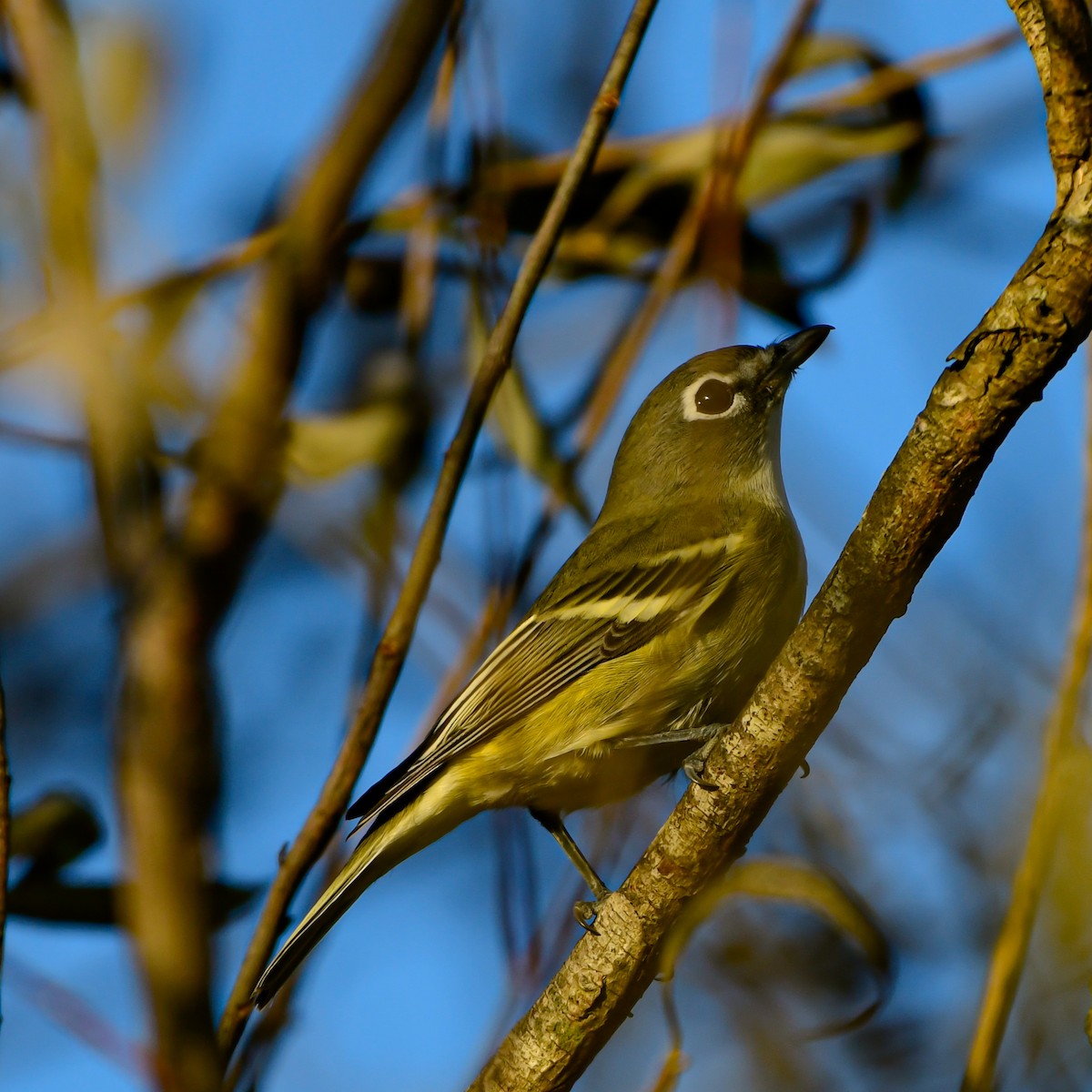 Blue-headed Vireo - ML642505262