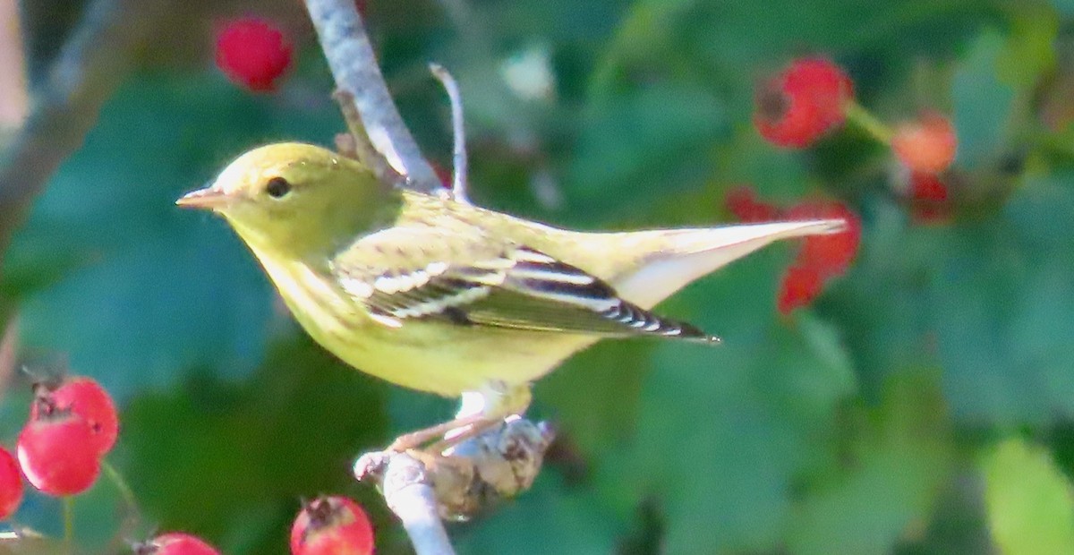 Blackpoll Warbler - ML642505266