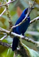 White-collared Jay - ML642505268