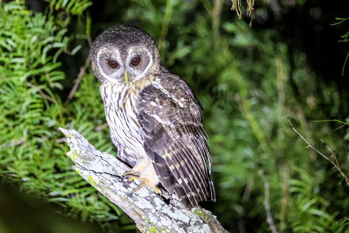 Mottled Owl - ML642505269