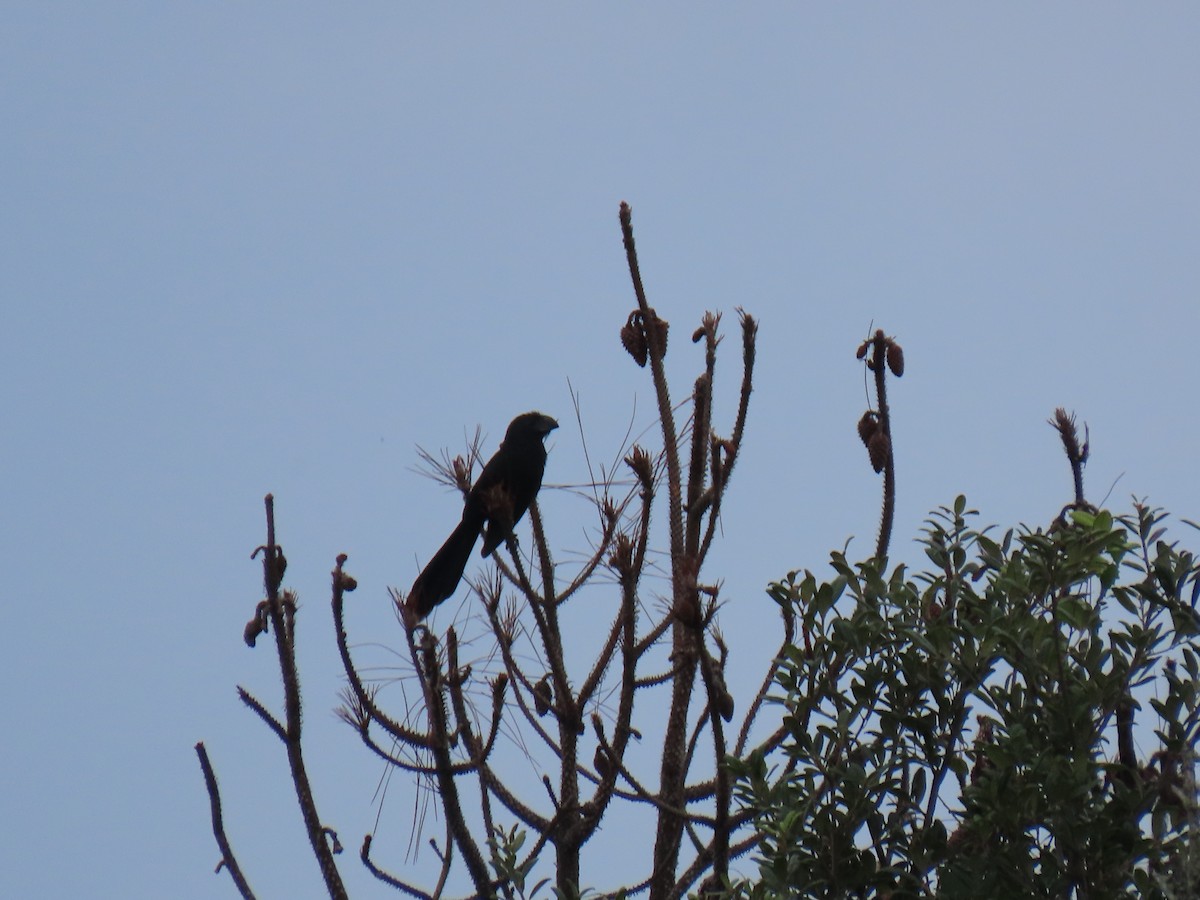 Groove-billed Ani - ML642505281