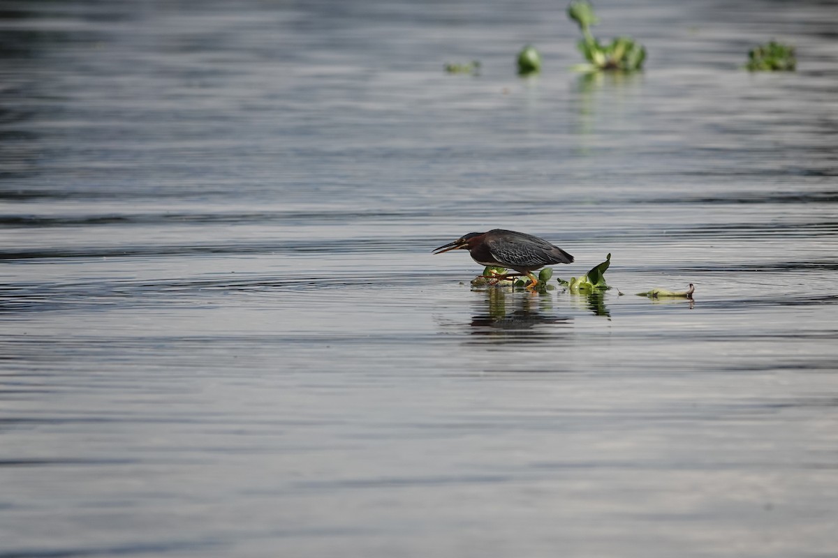 Green Heron - ML642505304