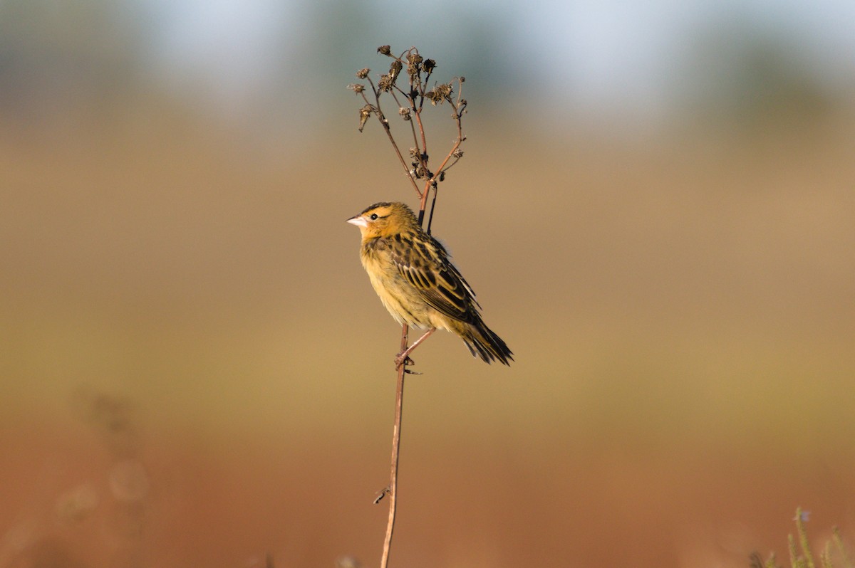 Bobolink - ML642505308