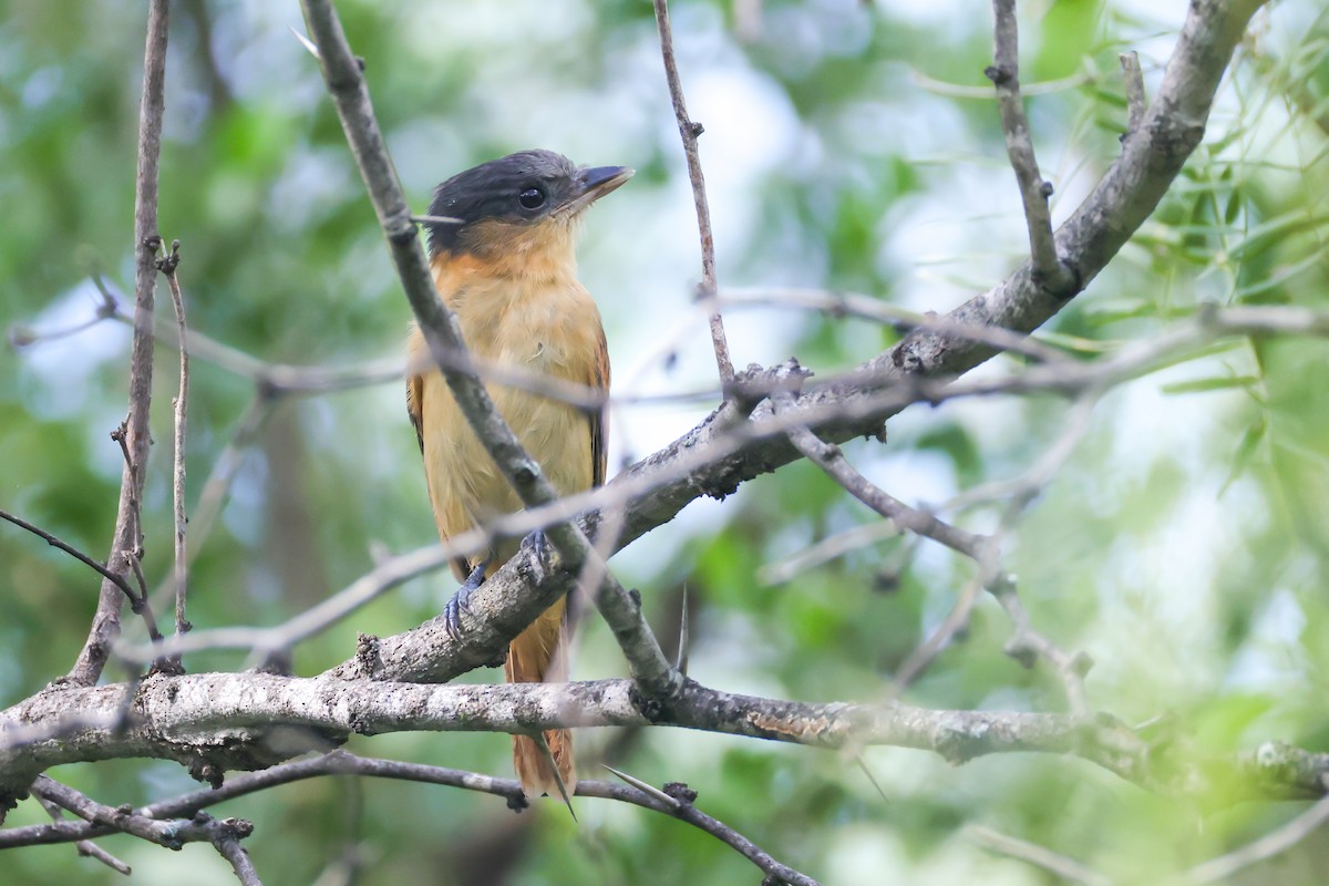 Rose-throated Becard - ML642505310