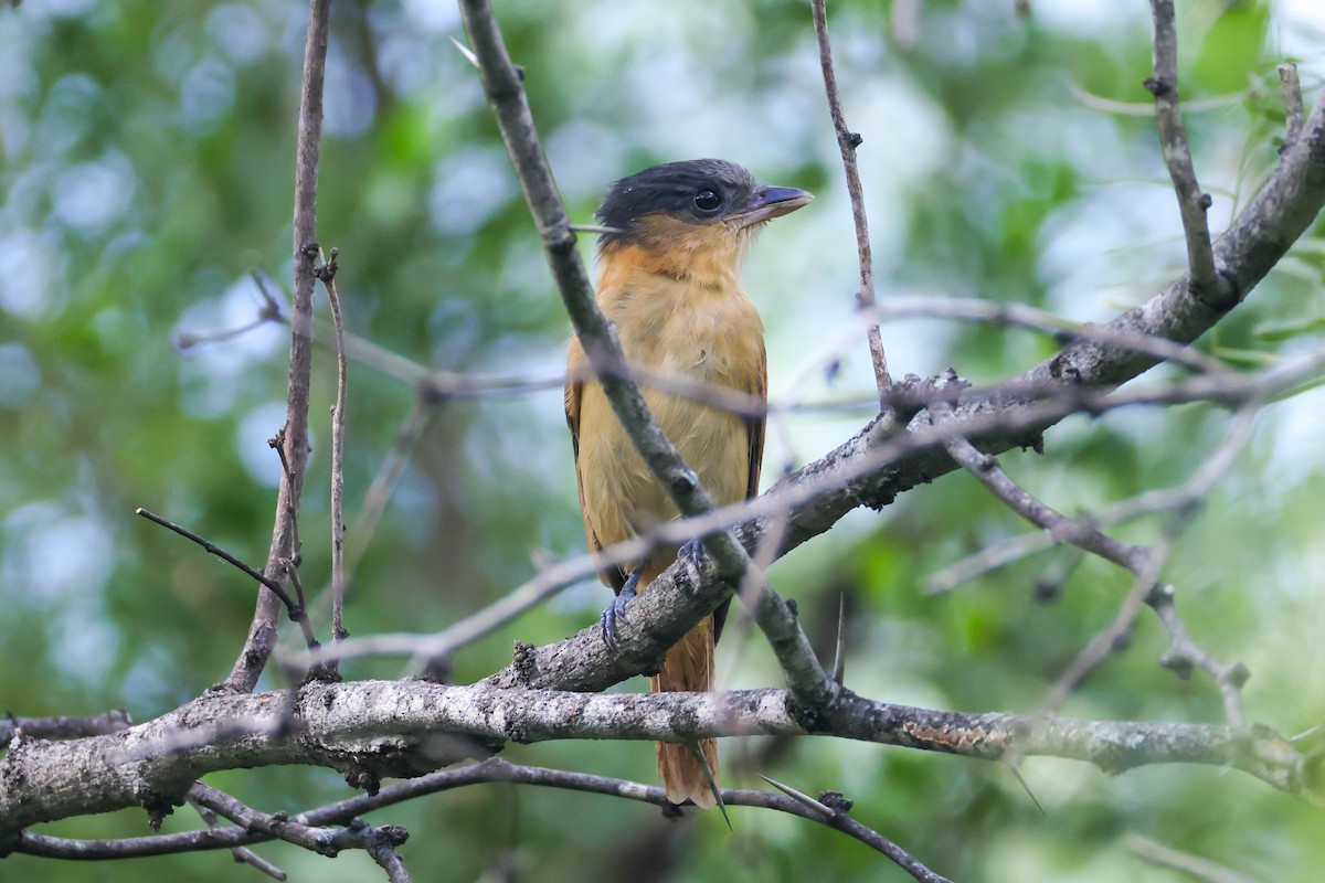 Rose-throated Becard - ML642505311