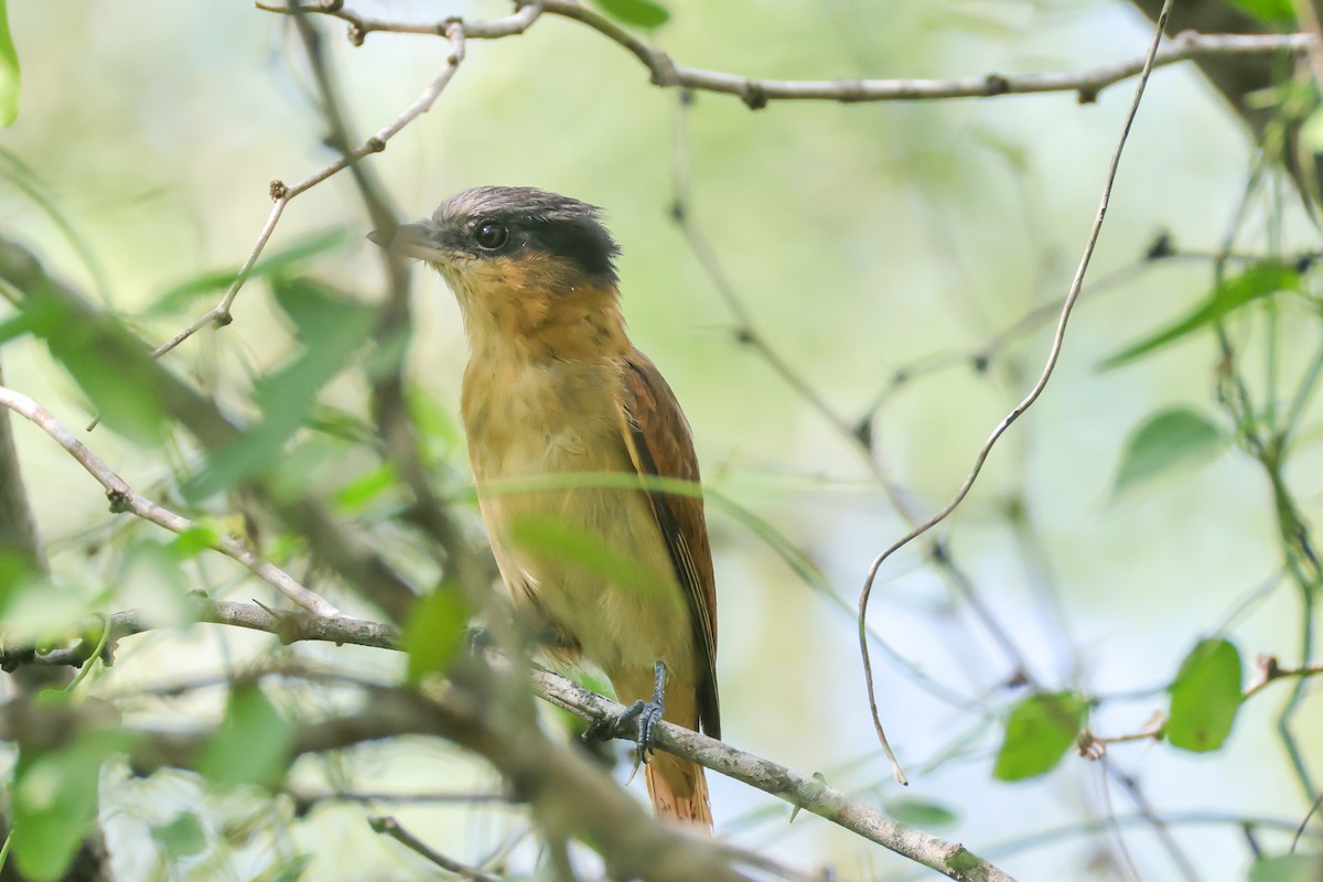 Rose-throated Becard - ML642505312