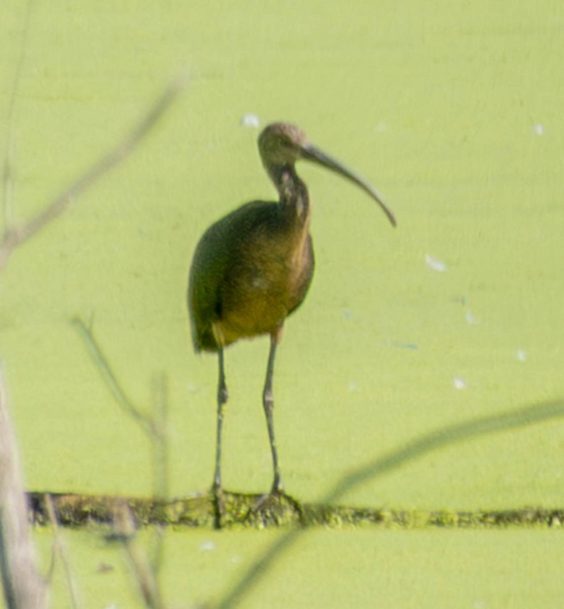 Glossy/White-faced Ibis - ML642505326