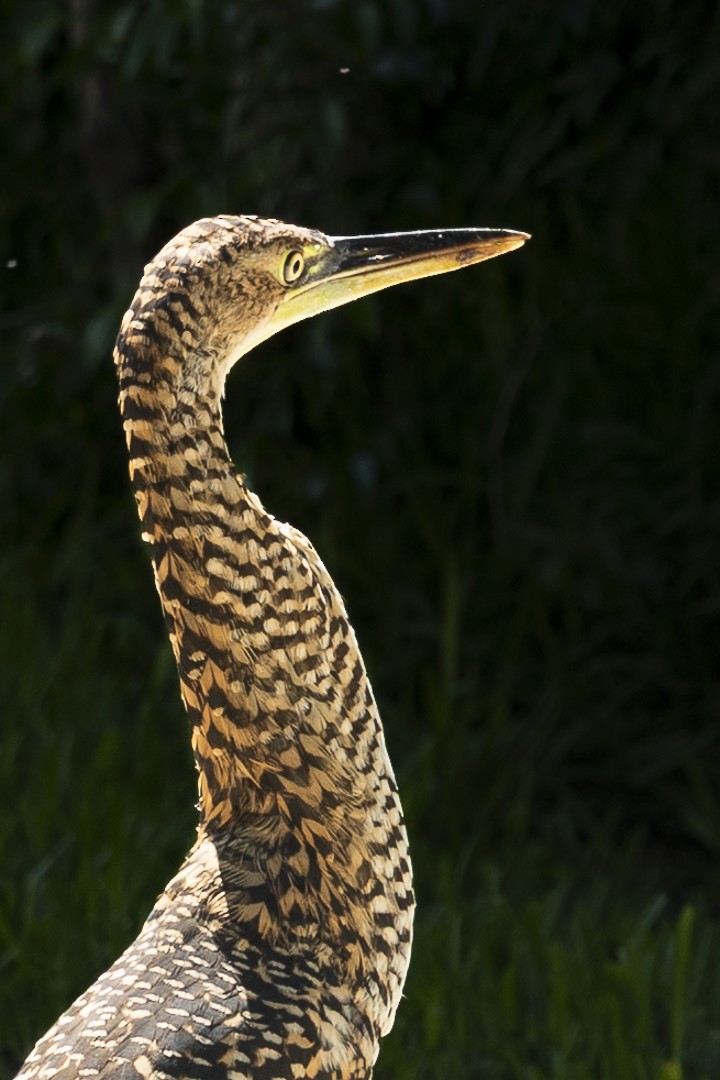 Bare-throated Tiger-Heron - ML642505328