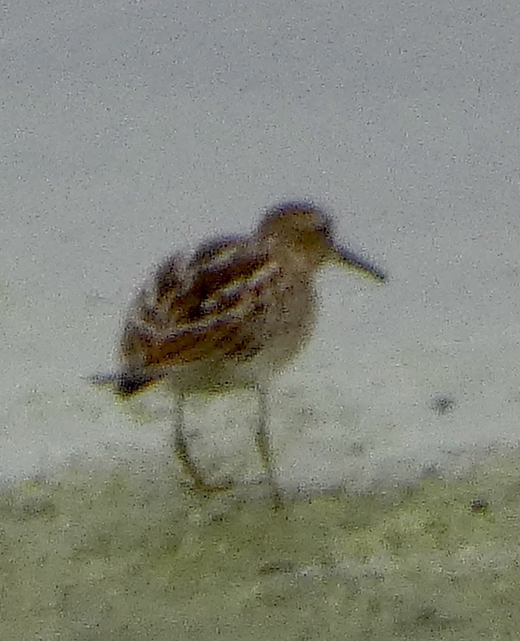 Bécasseau à poitrine cendrée - ML642505335