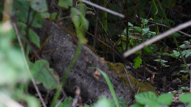 Mourning Warbler - ML642505342