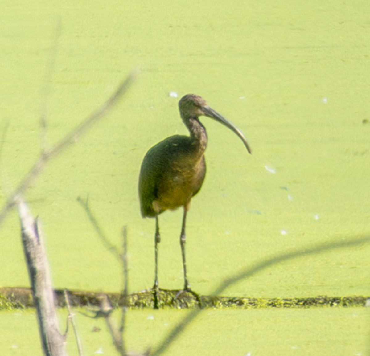 Glossy/White-faced Ibis - ML642505349