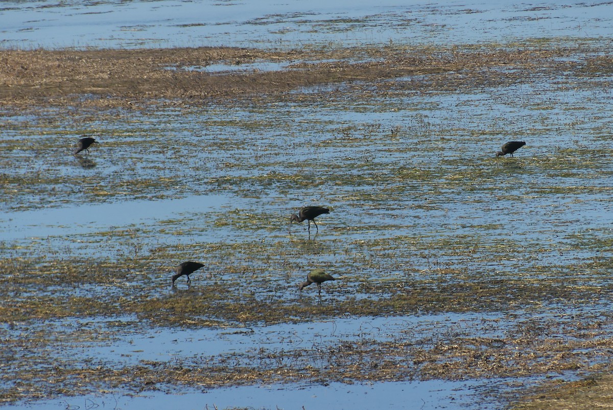 White-faced Ibis - ML642505352