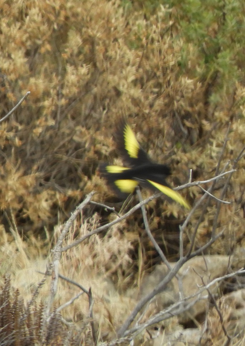 Black Siskin - ML642505353