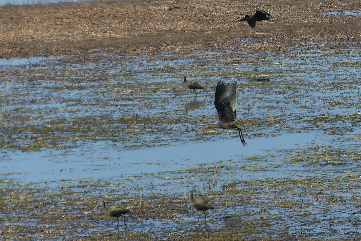 White-faced Ibis - ML642505365